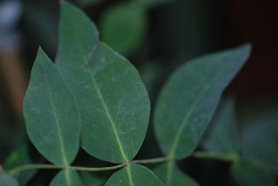 Eucalyptus dalrypleana -blahovičník -větévka